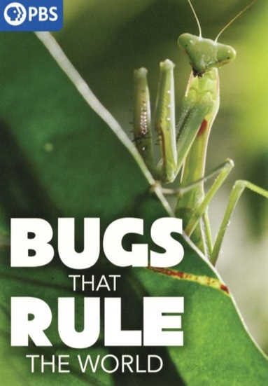 Bugs That Rule the World