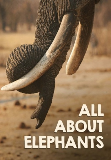 All About Elephants