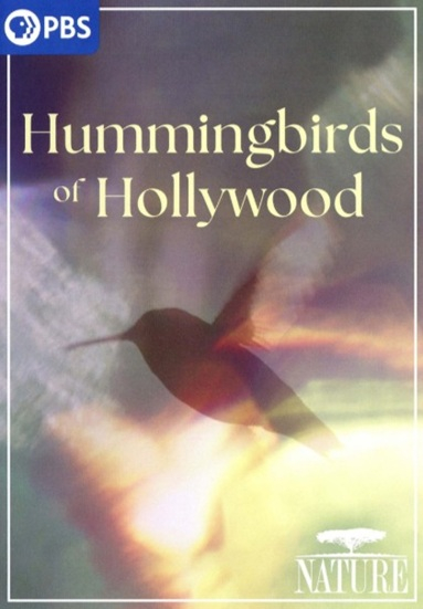 Hummingbirds of Hollywood