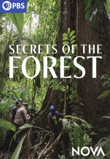 Secrets of the Forest